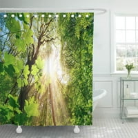 Botaničko zeleno drvo Sunce s kratkim krošnjama prekrasno okruženje zavoja za tuširanje