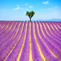Mohome lavanda Backdrop 7x5ft Fotografija pozadina Dreamy Purple polja Tree Plavo Sky Romantični vjenčani