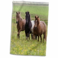 3Droza Evropa, Island, islandski konji uživaju u polju Wildflower Strewnn. - ručnik, by