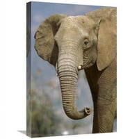 u. Afrički slon portret, rodni u Afrički umjetnički print - San Diego Zoo