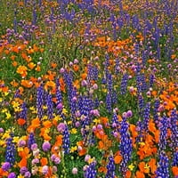 Gorman polje šarenog cvijeća Dave Welling