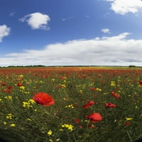 polje crvenih i žutih divljih cvjetova; Northumberland, Engleska Poster Print