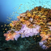Struktura koralja u obliku grebena u obliku konjske glave, Maldivi. Poster Print Brook Peterson