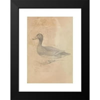James Sowerby Crni moderni uokvireni muzej umjetnički print pod nazivom - Furruginous patka