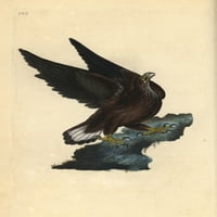 Sea Eagle, Haliaeeeeeeelus Albicilla Poster Ispis ® Florilegije Mary Evans