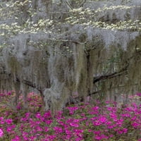 Cvjetanje drvca i azalejskog drva u punom cvjetu u proljeće-Bonaventure Cemetery-Savannah-Georgia Poster
