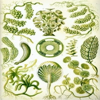 Ernst Haeckel - organizmi klasificirani kao sifhoneae print plakata
