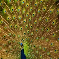 Južna Karolina-Charleston Pauno prikazuje opružne repne perje Joanne Wells
