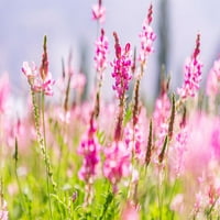 Polje Sarytag-Sughd-Tadžikistan polje ružičastih divljih cvjetova u sunčanom posteru Print - Emily M.