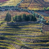 Portugal, Dolina Douro. Vinogradi u jesen na nizu na terasi. Print postera Julie Eggers