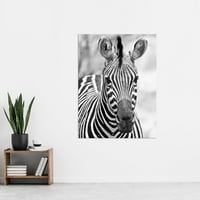 ZEBRA Animal Crno bijela fotografija Extra Veliki XL zidni umjetnički poster Ispis