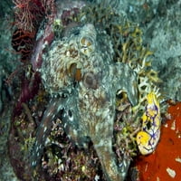 Hobotnica na Coralu, New Gvineja ISL, Indonezija Jones Shimlock