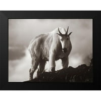 Fitzharris, Tim crna modernog uokvirenog muzeja Art Print pod nazivom - Mountain Goat Sepia