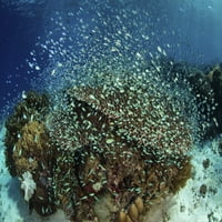 Plavo-zelena damselfiško školovanje iznad zdravih koralja na manjim ostrvima Sunda Poster Print Ethan Daniels Stocktrek Images