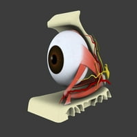 Konceptualna slika anatomijskog plakata ljudskog oka