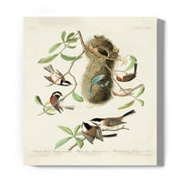 Crested Titmouse. Zamotano platno -John James Audubon dizajn