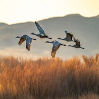 -Novi Meksiko-Bosque del Apache Nacionalni dizalice za izbjeglice od divljih životinja koji lete u ranom