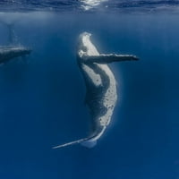Grbav kitov majko i njeno tele. Poster Print Bruce Shafer