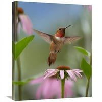 Global Gallery In. Rukous Hummingbird mužjak hranjenje na cvijetu Nectar Art Print - Tim Fitzharris