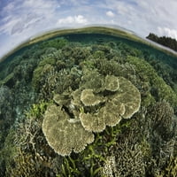 Prekrasan i zdrav koraljni greben raste u Raji Ampat, Indonezija. Poster Print Ethan Daniels Stocktrek
