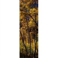 Panoramske slike PPI118782L Aspen drveće u jeseni Kolorado USA Poster Print od panoramskih slika - 36
