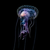 Jellyfish sa ribljim plijenom fotografirali su se tijekom crnog voda ronila nekoliko kilometara na obalu