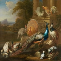 Paunovi, golubice, purani, kokoši i patke od klasičnog ruševog postera print Marmaduke Cradock