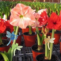 Zmajnfly Orchid Clips posteljice za postrojenje za vinovu loze Vrt cvjetni nosač
