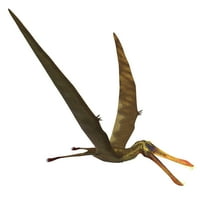 Anhanguera, rod pterosaura iz postera za krede