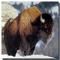 Cadecor pokrivač smiješan američki bizon bivola divljim životinjama životinjska runa bacaj pokrivač