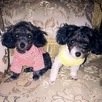 Shenmeida pasa Striped majica Šarene pseće majice PET prozračitske outfit štene majice za majice za