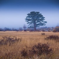 Usamljeno drvo u maglovito-rocky planinski nacionalni park-Colorado-USA autor Anna Miller