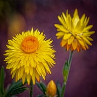 -Colorado-Fort Collins Yellow Strewflowers Ispis plakata izbliza - Jaynes Gallery