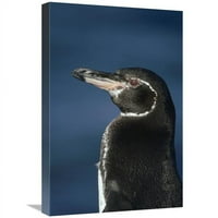 In. Galapagos Penguin, otok Bartolome, Galapagos Islands, Ekvador Art Print - Tui de Roy