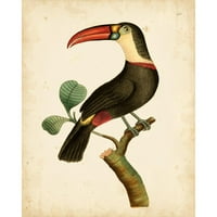Nodder, Frederick P. Crni modernog uokvirenog muzeja Art Print pod nazivom - Nodder Tropical Bird III