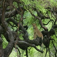 Tanzanija afrička lavica počiva na grani drveća Arthur Morris