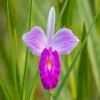 Kostarika, Sarapique River Valley Earth Orchid Clossom Clippit Clipping As: Cathy & Gordon Illg Jaynes