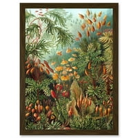 Priroda Art Ernst Haeckel Morski biljni Biologija Botanička vintage A umjetnička djela uokvirena zidna