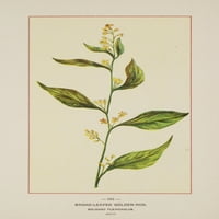 Divlje cvijeće Amerike Broad-Leaved Goldenrod Poster Print nepoznato