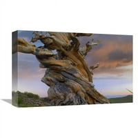 Global Galerija u. Foxtail Pine Tree, upleteno prtljažnik drevnog stabla, Sierra Nevada, Kalifornija
