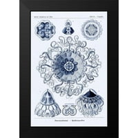 Haeckel, Ernst crna modernog uokvirenog muzeja Art Print Naslijed - Haeckel Nature Ilustracije: Policitarija