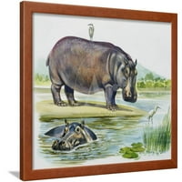 Hipopotamus ili Hippo Hippopotamus amfibij, Hipopotamidae, Životinje Uokvirene umjetnosti Print Wall