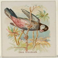 Java Grosbeak, iz pjesme Ptice Svjetske serije za Allen & Ginter Cigaretes Poster Print