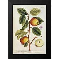 Blackwell, Elizabeth Crna modernog uokvirenog muzeja Art Print pod nazivom - Apple stablo