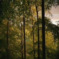Drveće bukve u blizini Svetog Ulriča; Crna šuma, Njemačka Poster Print