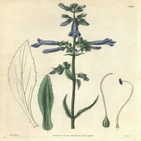 Vitki penstemon, penstemon gracilis poster Print by ® Florilegis Mary Evans