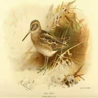 Ptice britanskog ostrva Snipe, Jack Poster Print Archibald Thorburn