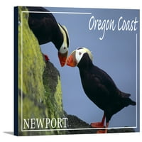 Newport, Oregon - Tufted Puffins - FALNERN PRESS fotografija