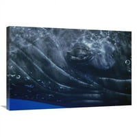 in. Humpback Whale Eye of Singer, Maui, Havaji Art Print - Flip Nicklin