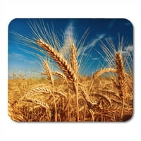 Polje pšeničnog polja žute poljoprivrede protiv plavog neba voćnog postrojenja MousePad Mouse jastučić